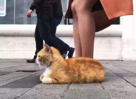 イスタンブールの野良猫は世界一幸せ。街行くみんなに愛される猫ちゃん。