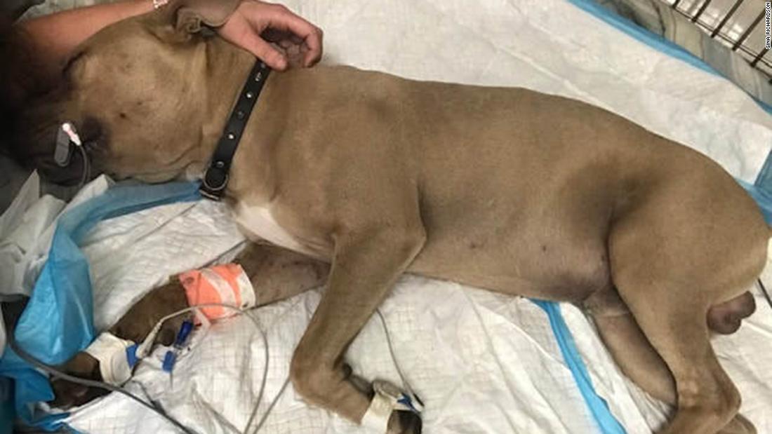 ピットブルの子犬が毒ヘビと格闘、幼い子ども２人を守って死亡　米フロリダ州